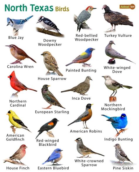 Birdwatching: North Texas Avian Guide