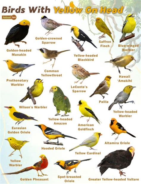 Birds With Yellow Bellies Facts List Pictures And More Birds With Yellow Bellies Facts List Pictures And More