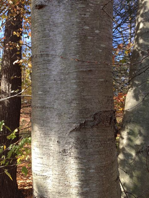 Black Birch Tree Range Black Birch Tree Range
