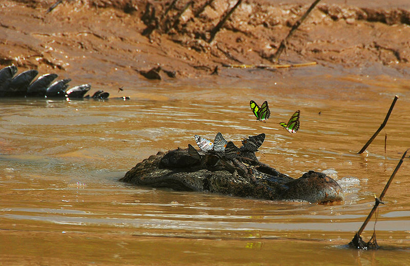 Black Caiman Apex Predators Of The Amazon Rain Forest Lawrence Black Caiman Apex Predators Of The Amazon Rain Forest Lawrence