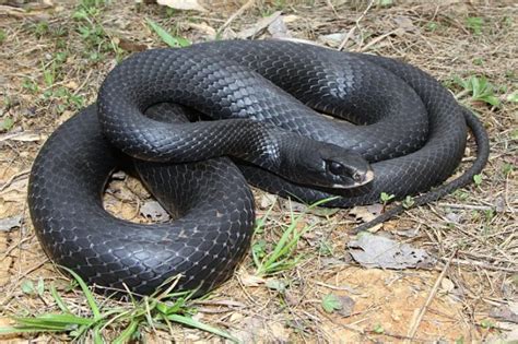 Unveiling Florida's Black Garden Snake Secrets