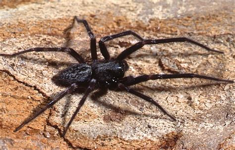 7 Tips to Manage Black House Spiders in PA