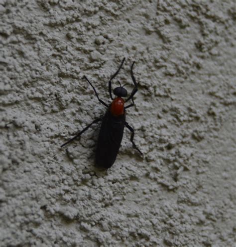 3 Tips to Identify Black Insects With Red Heads