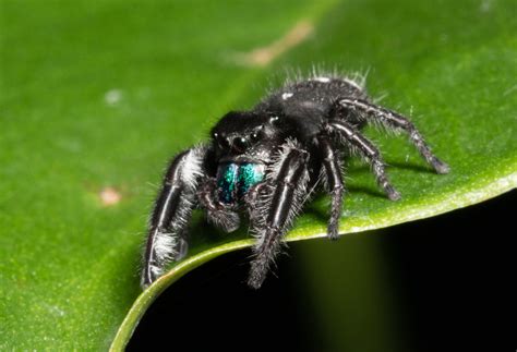 5 Ways to Spot a Black Jumping Spider