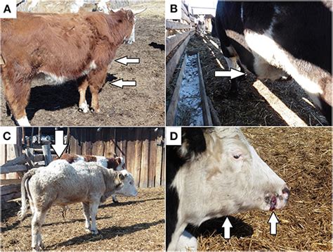 Preventing Black Leg: 5 Key Tips