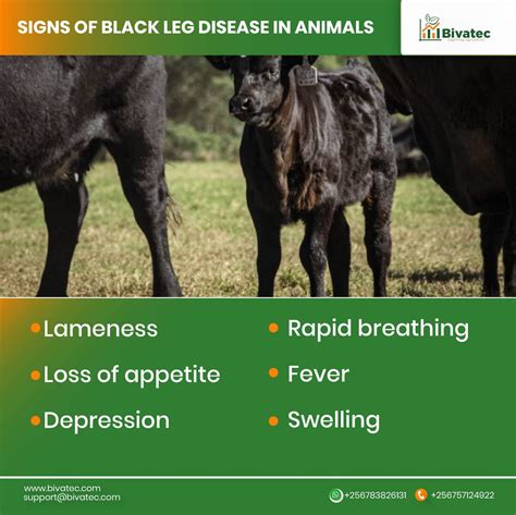Black Leg: Recognizing and Preventing Cattle Disease