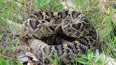 5 Facts About Florida's Black Rattlesnake