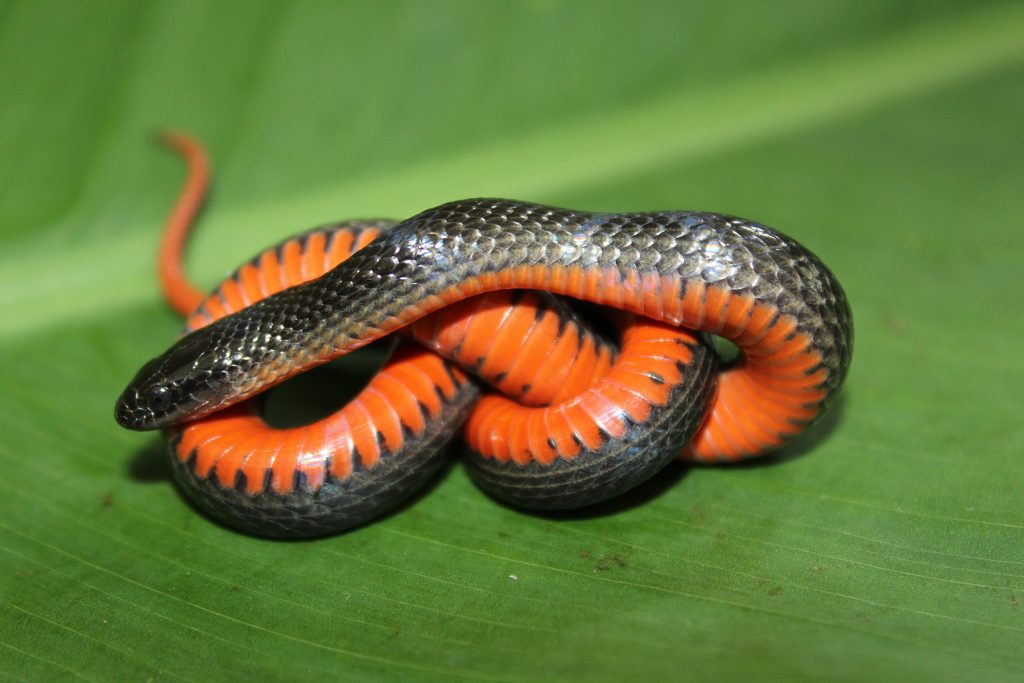10 Facts About Florida's Black Snakes