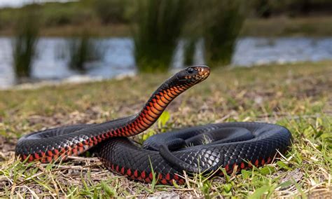 Florida's Black Snake with Red Belly