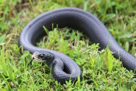 5 Things About Black Snakes