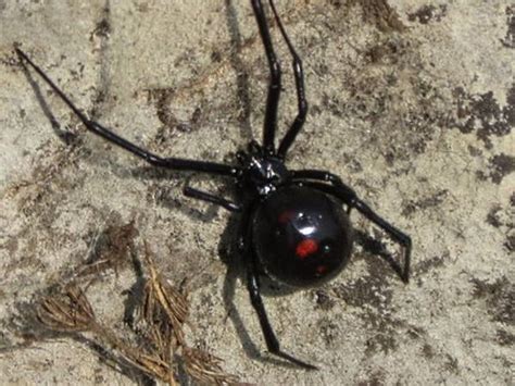 The Black Spider Mystery Unveiled