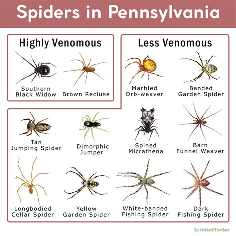 Unveiling the Black Spider PA Mystery Unveiling the Black Spider PA Mystery