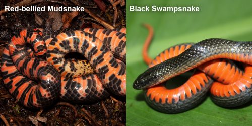 Black Swampsnake Florida Snake Id Guide Black Swampsnake Florida Snake Id Guide