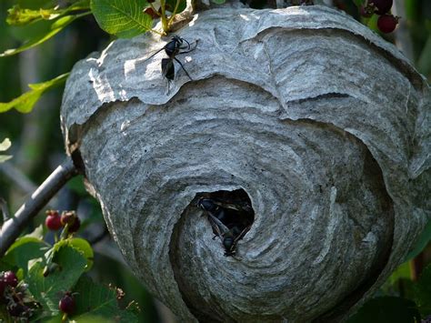 Wasp Nest Removal Guide: Act Fast!