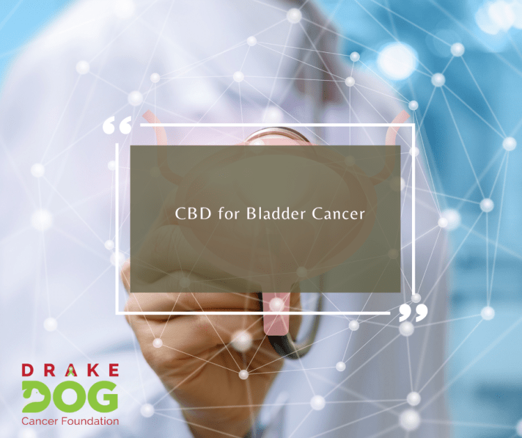 4 Signs Your Dog Has Bladder Cancer 4 Signs Your Dog Has Bladder Cancer