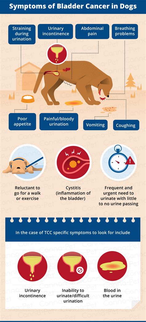 Signs and Symptoms of Bladder Tumors in Dogs