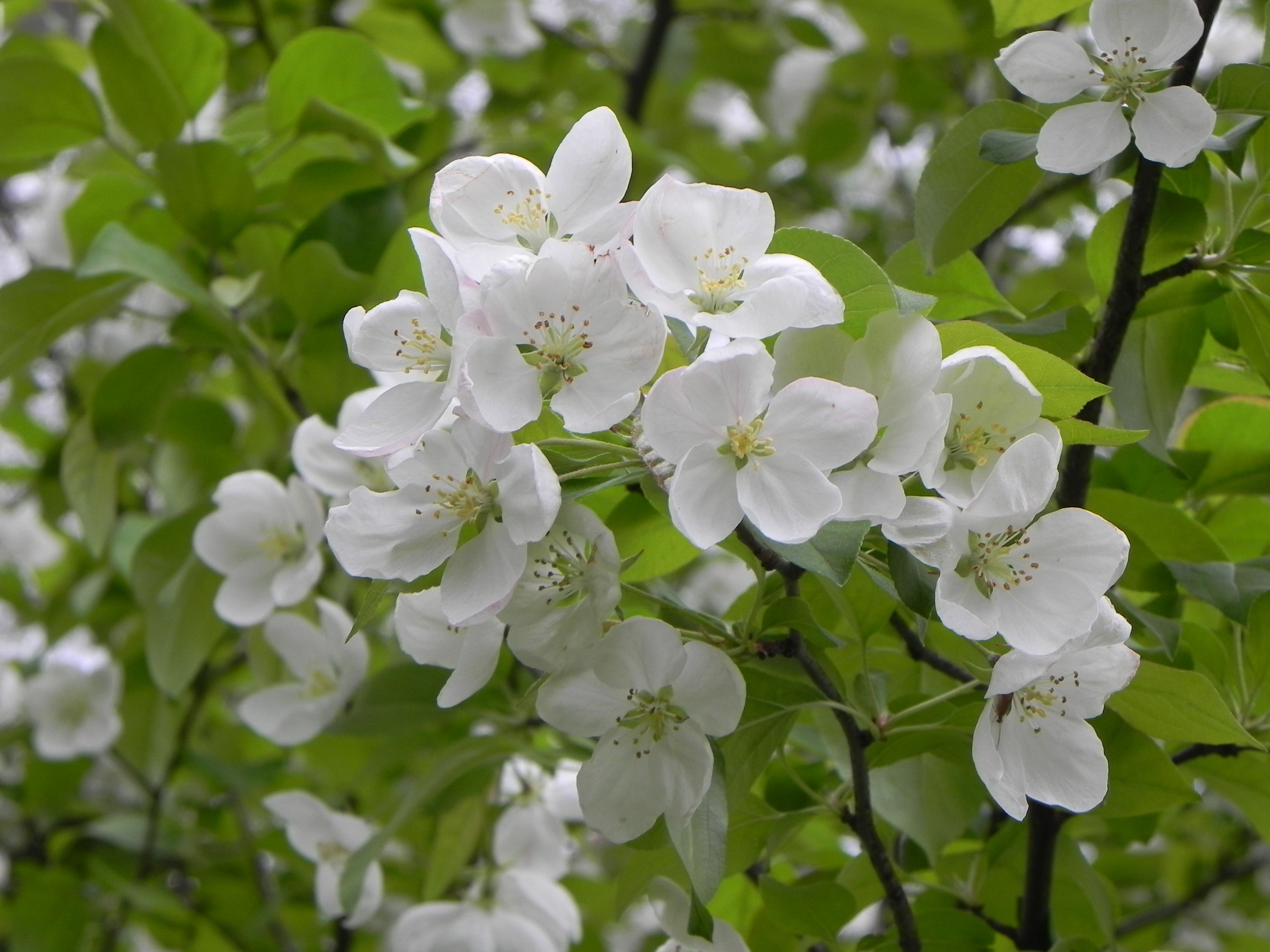 Unveiling 7 Secrets of Blooming White Trees