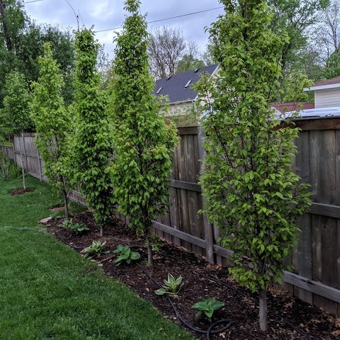 5 Steps to a Blue Arrow Juniper Privacy Screen