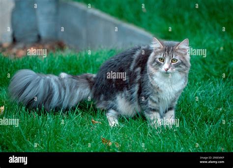 10 Tips for Blue Tabby Cat Care 10 Tips for Blue Tabby Cat Care