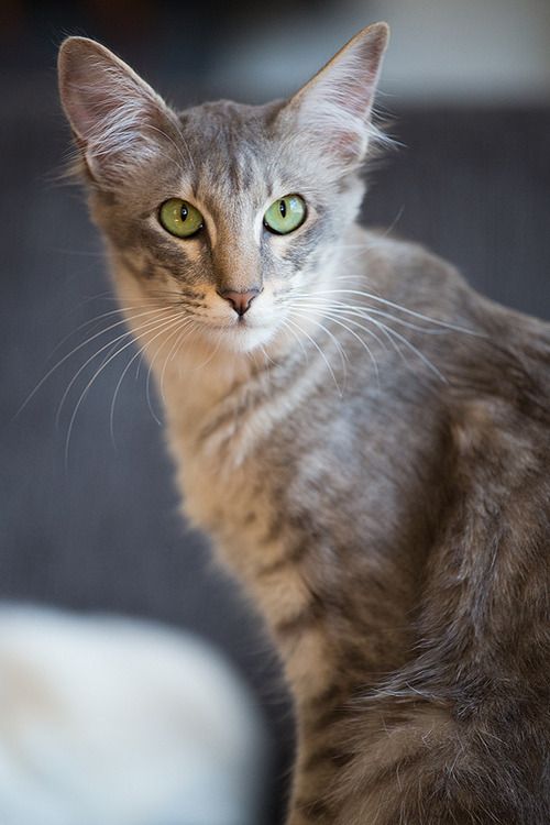 The Charming Personality of Blue-Grey Tabbies The Charming Personality of Blue-Grey Tabbies