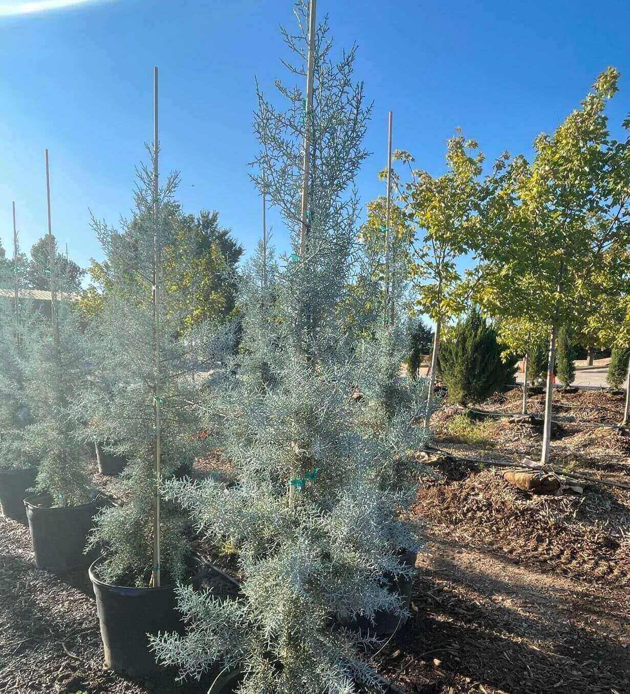 Blue Ice Arizona Cypress Farm Direct Premium Trees At The Best Prices Blue Ice Arizona Cypress Farm Direct Premium Trees At The Best Prices