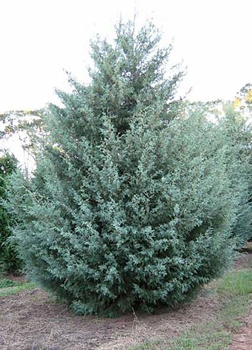 The Magic of Blue Ice Arizona Cypress The Magic of Blue Ice Arizona Cypress