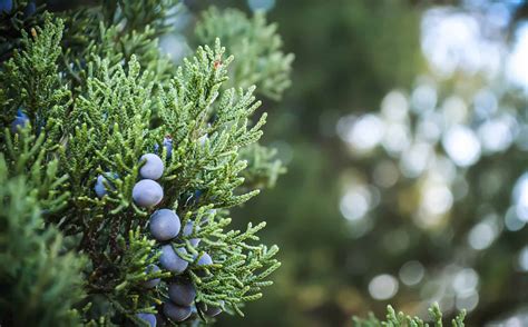 The Perfect 5 Blue Point Juniper Uses