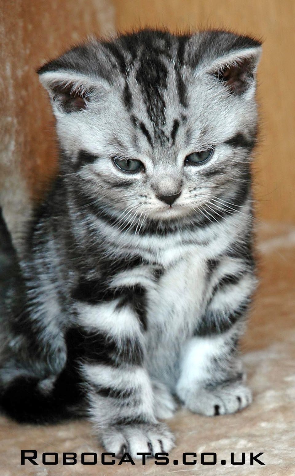 The Majestic Blue Silver Tabby The Majestic Blue Silver Tabby
