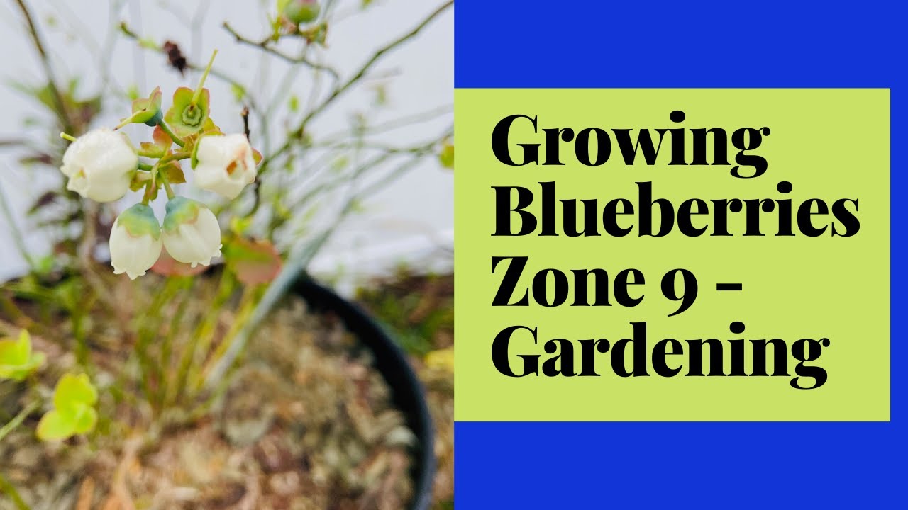 Blueberries Zone At Kristina Hertz Blog Blueberries Zone At Kristina Hertz Blog