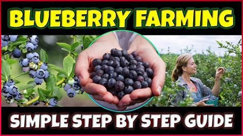 Blueberry Farming Complete Blueberry Cultivation Guide How To Grow Blueberry Farming Complete Blueberry Cultivation Guide How To Grow