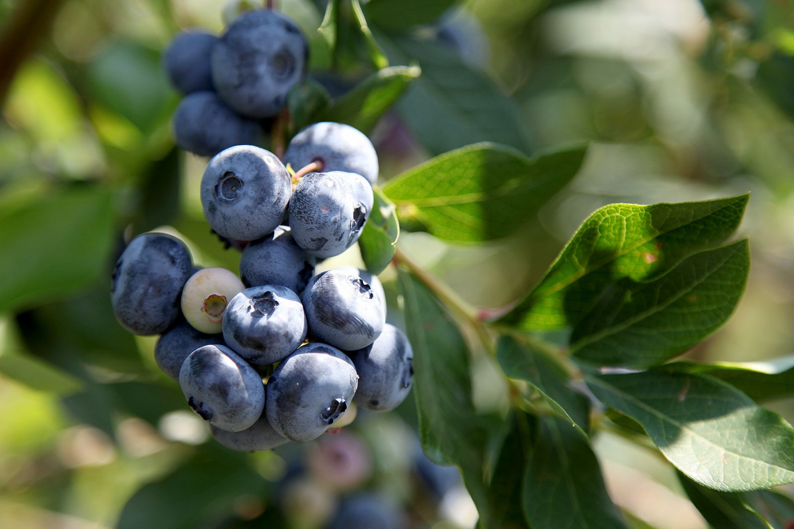 Unveiling the Perfect Soil for Blueberry Plants
