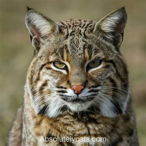 Bobcat Hybrid Cats Traits Guide To Owning And Compliance Bobcat Hybrid Cats Traits Guide To Owning And Compliance