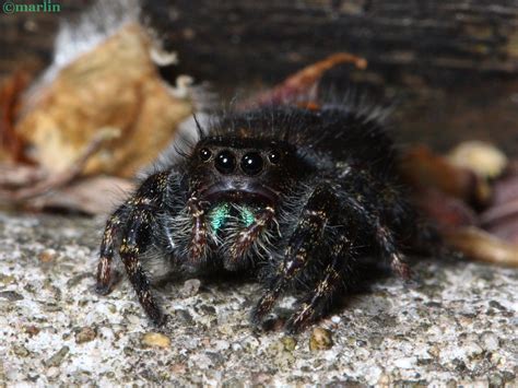 Bold Jumping Spider North American Insects Amp Spiders Bold Jumping Spider North American Insects Amp Spiders