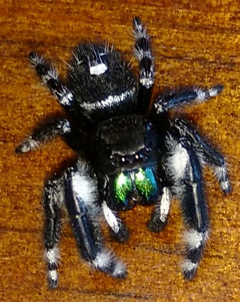 Bold Jumping Spider Trail Trotter Amp 39 S Flower Guide Bold Jumping Spider Trail Trotter Amp 39 S Flower Guide