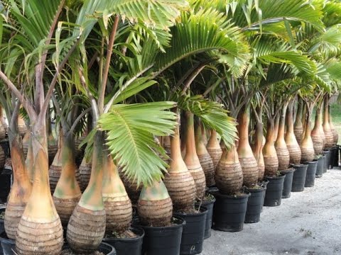 Bottle Palm Tree Roots Fidel Fierro Bottle Palm Tree Roots Fidel Fierro