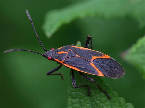 Unveiling the World of Box Beetles