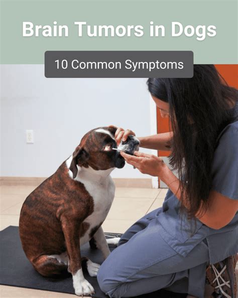 Recognizing 5 Key Brain Cancer Symptoms in Dogs