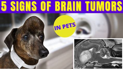 5 Warning Signs of Brain Tumors in Dogs