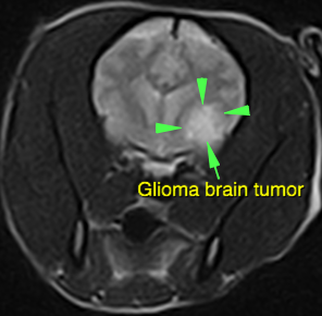 5 Signs of Brain Tumors in Dogs