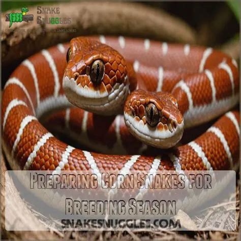 Corn Snakes: 5 Breeding Tips Corn Snakes: 5 Breeding Tips