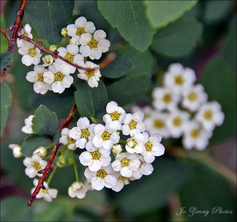 Bridal Veil Plant: 7 Care Tips