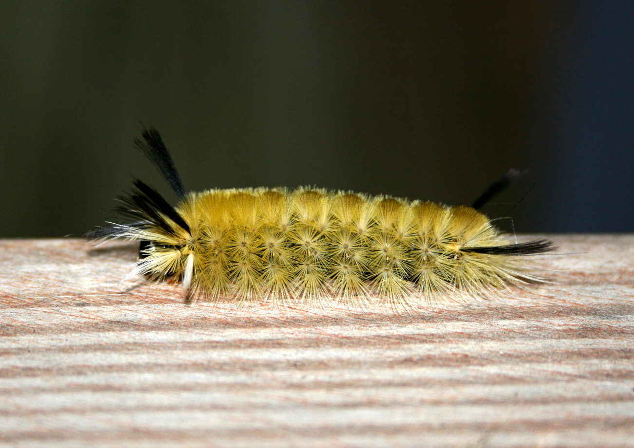 5 Surprising Facts About Bright Yellow Caterpillars