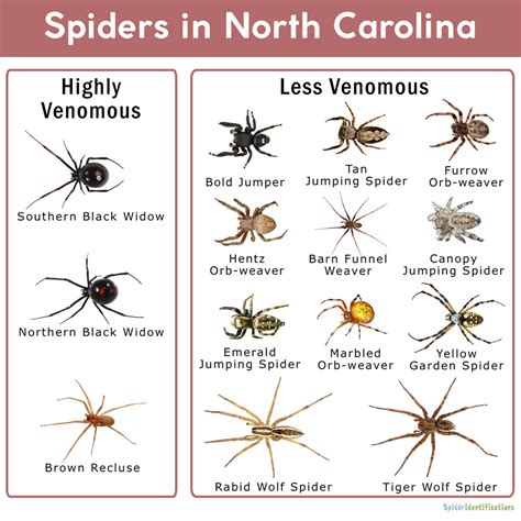 5 Brown Spiders to Avoid in North Carolina 5 Brown Spiders to Avoid in North Carolina