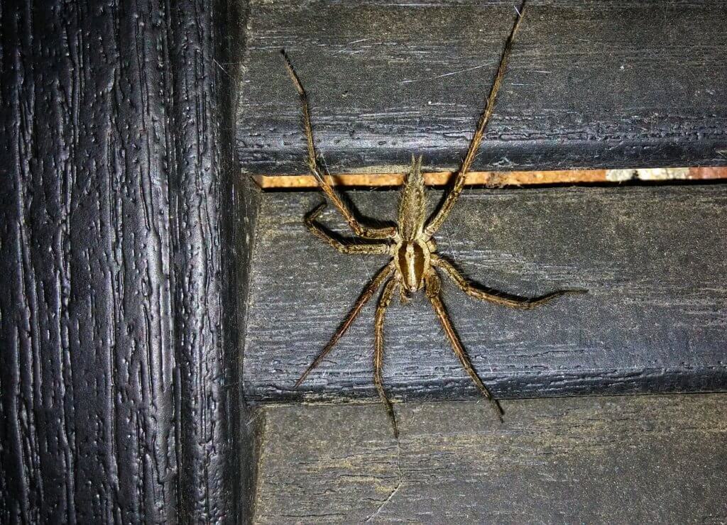 Brown Recluse Spiders: The Facts