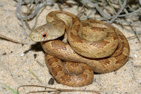 5 Essential Tips for Brown Rat Snake Care
