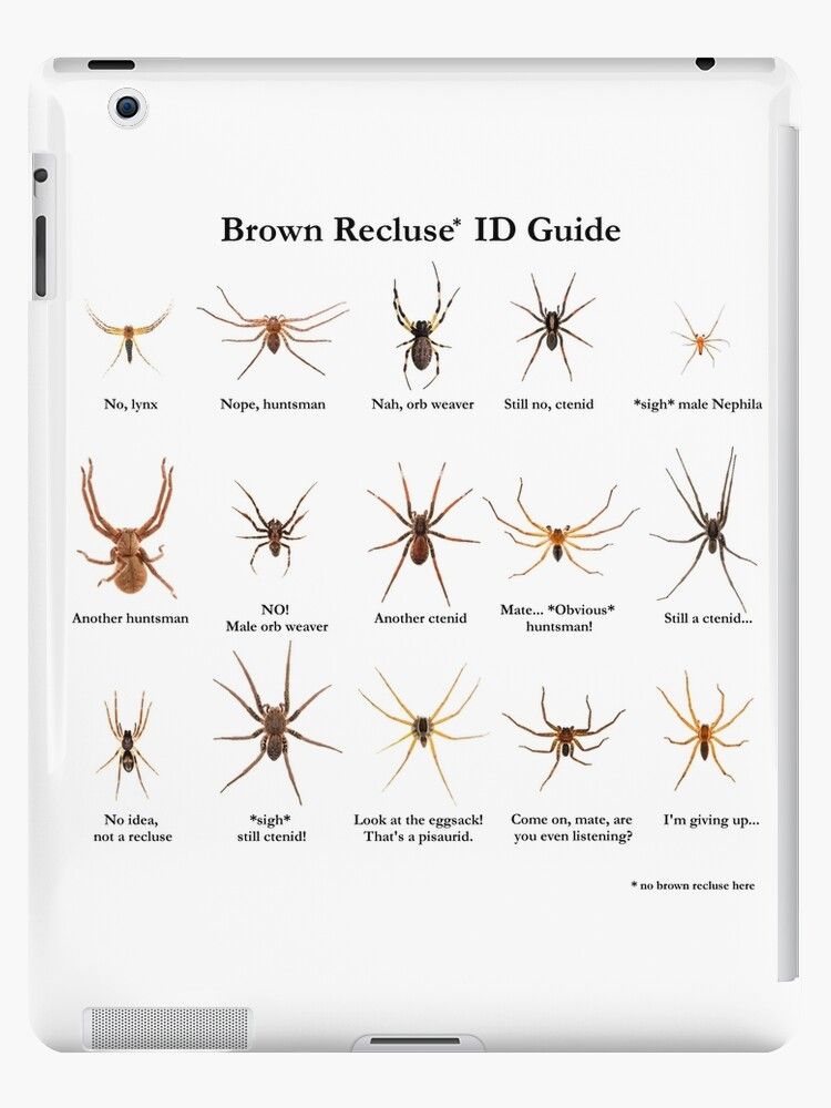 Brown Recluse Id Guide Photographic Print For Sale By Arthrolove Brown Recluse Id Guide Photographic Print For Sale By Arthrolove