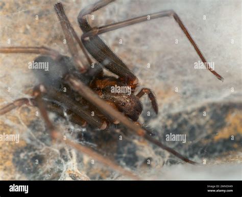 Unveiling Brown Recluse Spider Nests: A Visual Guide