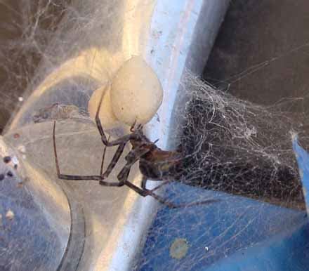 5 Key Brown Recluse Web Secrets
