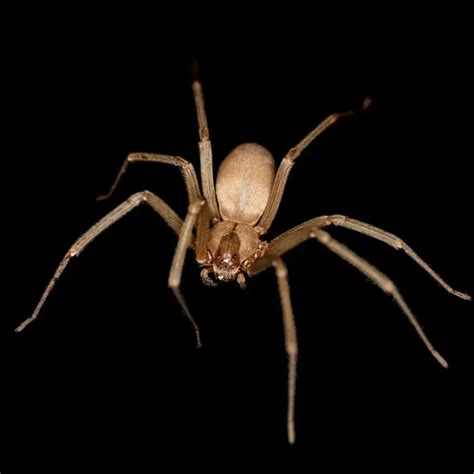 Brown Recluse Spiders North Carolina Spider Identification Brown Recluse Spiders North Carolina Spider Identification