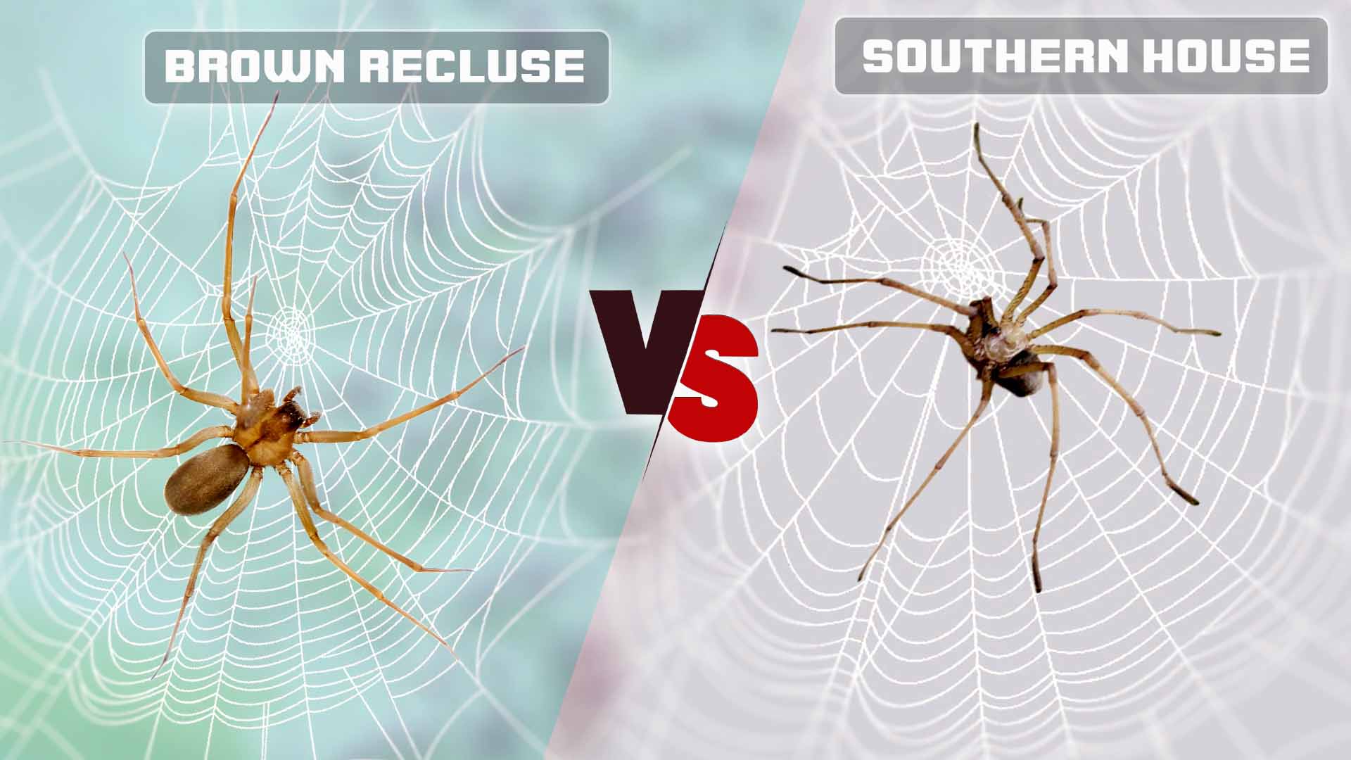 5 Ways to Deal with Brown Spiders